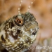 blenny_sailfin_lphr_gc_h_0188_cay4101.jpg